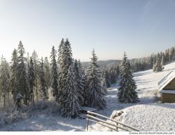 Photo Textures of Background Forest